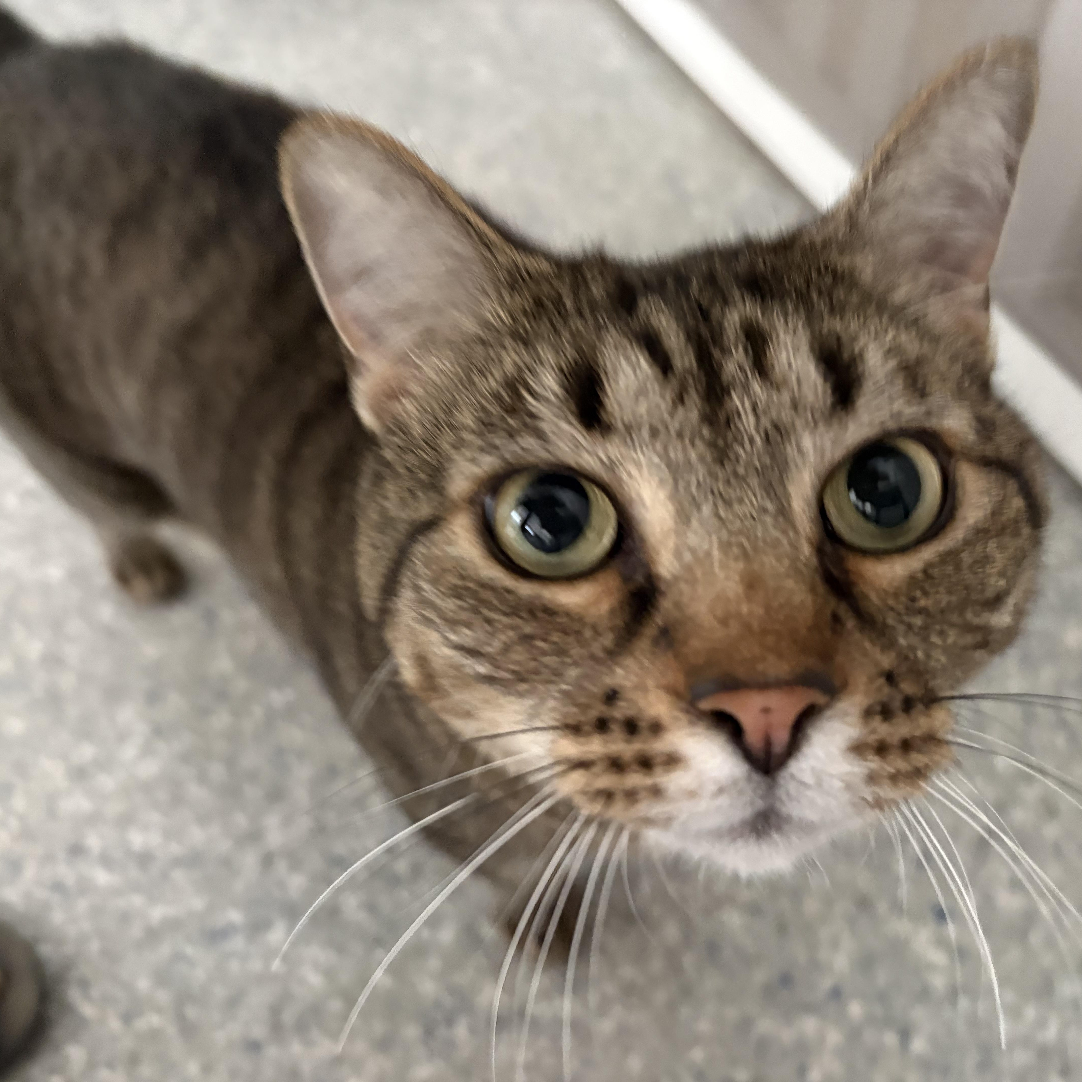 Penelope, Adoptable, Adult Female Domestic Short Hair.