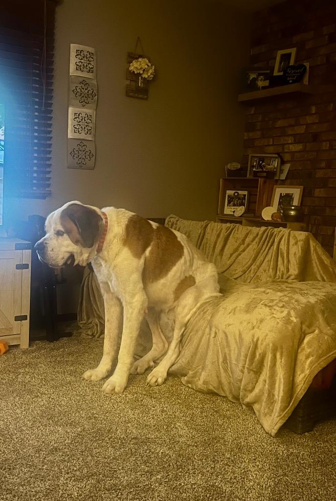 CHANCE, Adopted, Adult Male Saint Bernard.