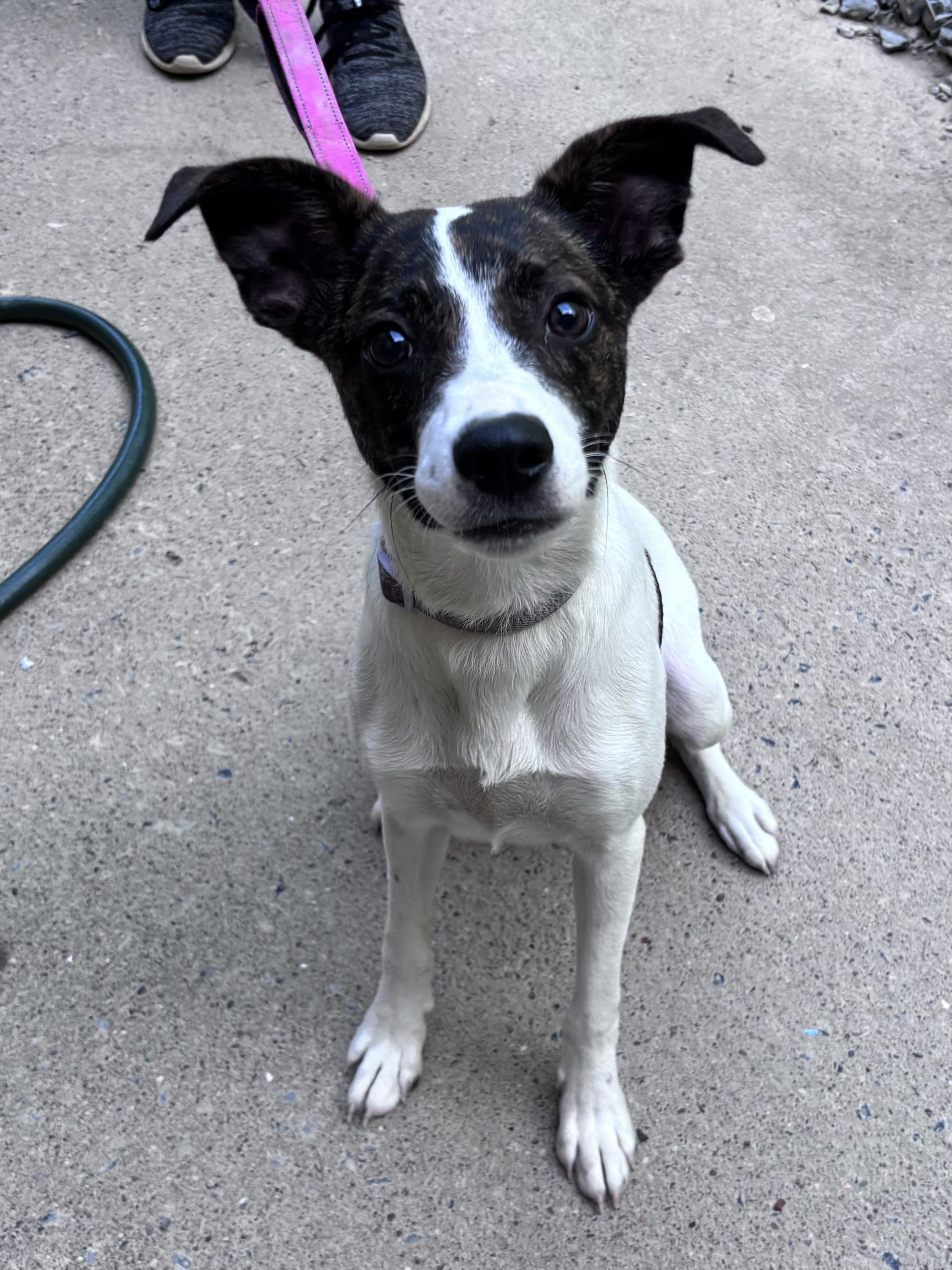 Russell, a ADOPTABLE mixed breed in Grafton, WV image 3/5