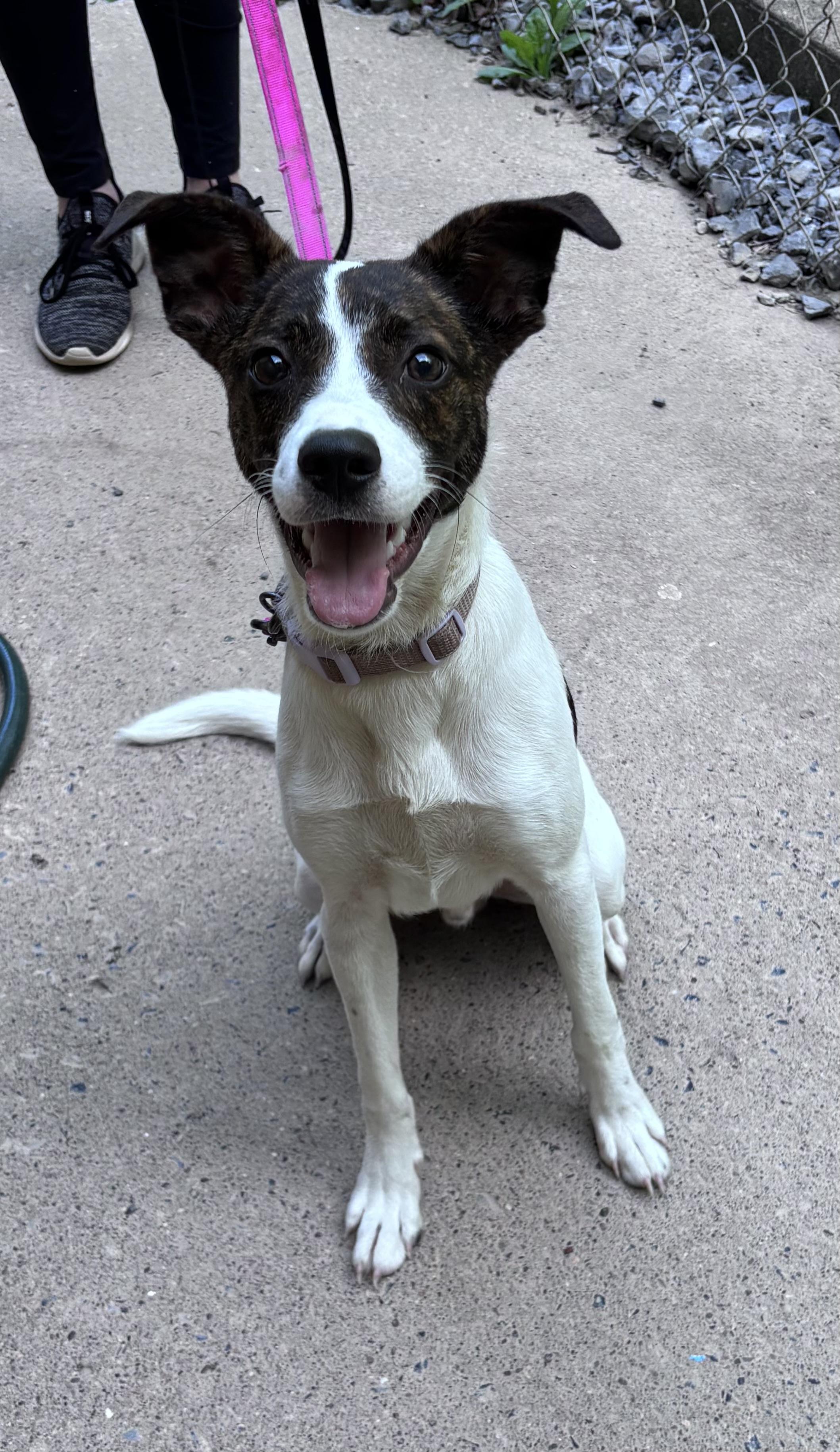 Russell, a ADOPTABLE mixed breed in Grafton, WV image 4/5