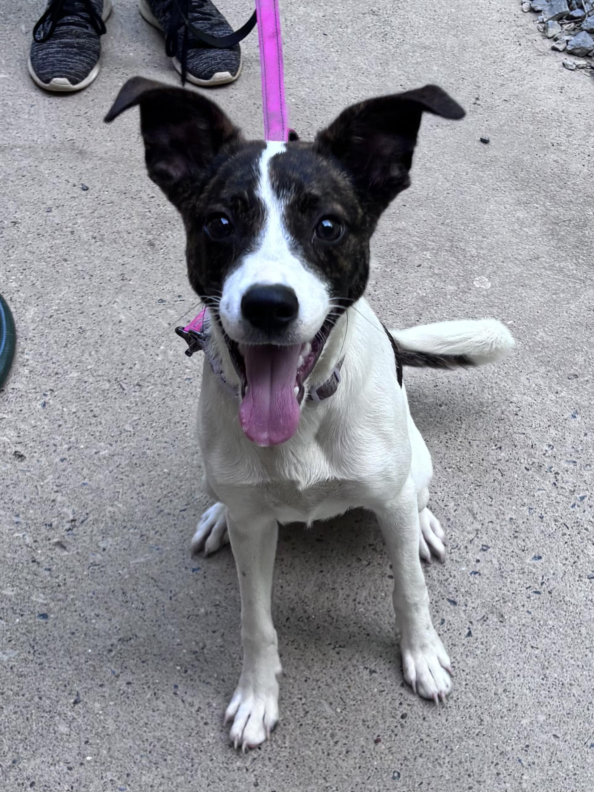 Russell, a ADOPTABLE mixed breed in Grafton, WV image 1/5