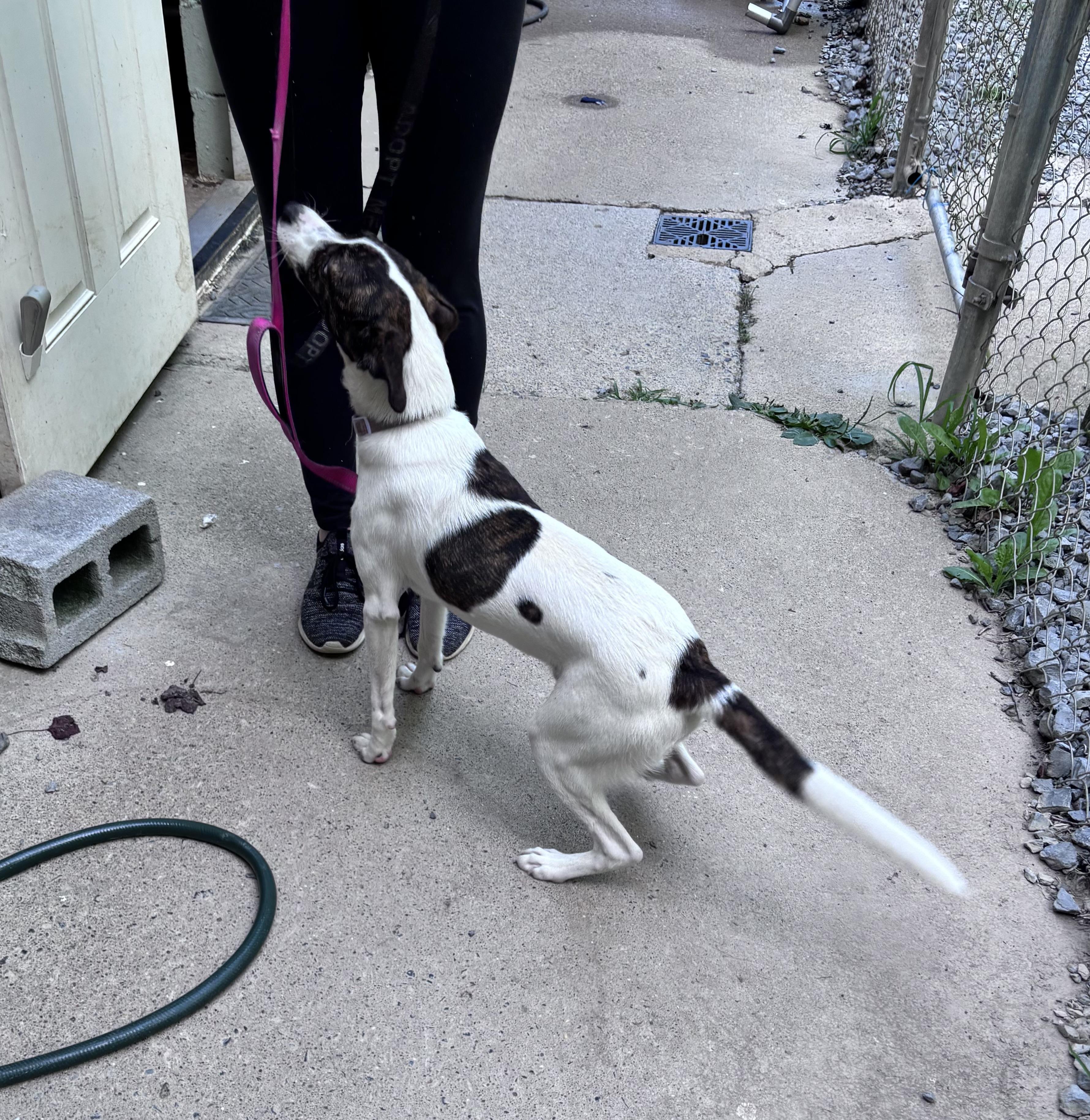 Russell, a ADOPTABLE mixed breed in Grafton, WV image 2/5