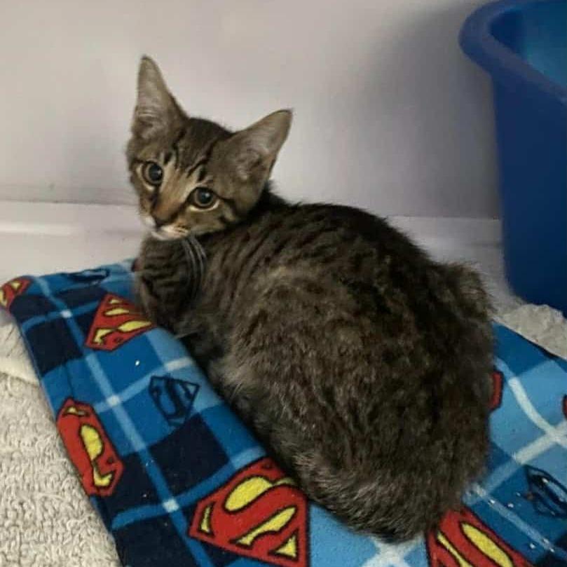 Dwayne, Adoptable, Kitten Male Domestic Short Hair.