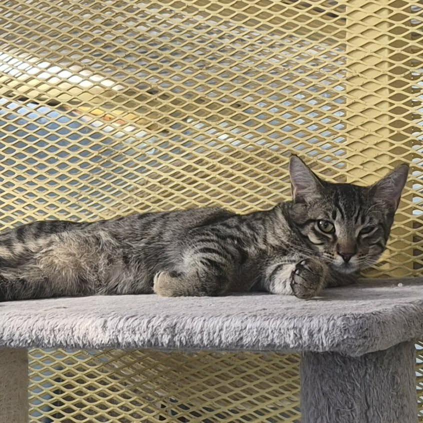 Enlarge Dwayne, a Adoptable Domestic Short Hair in Las Cruces, NM image 2/2