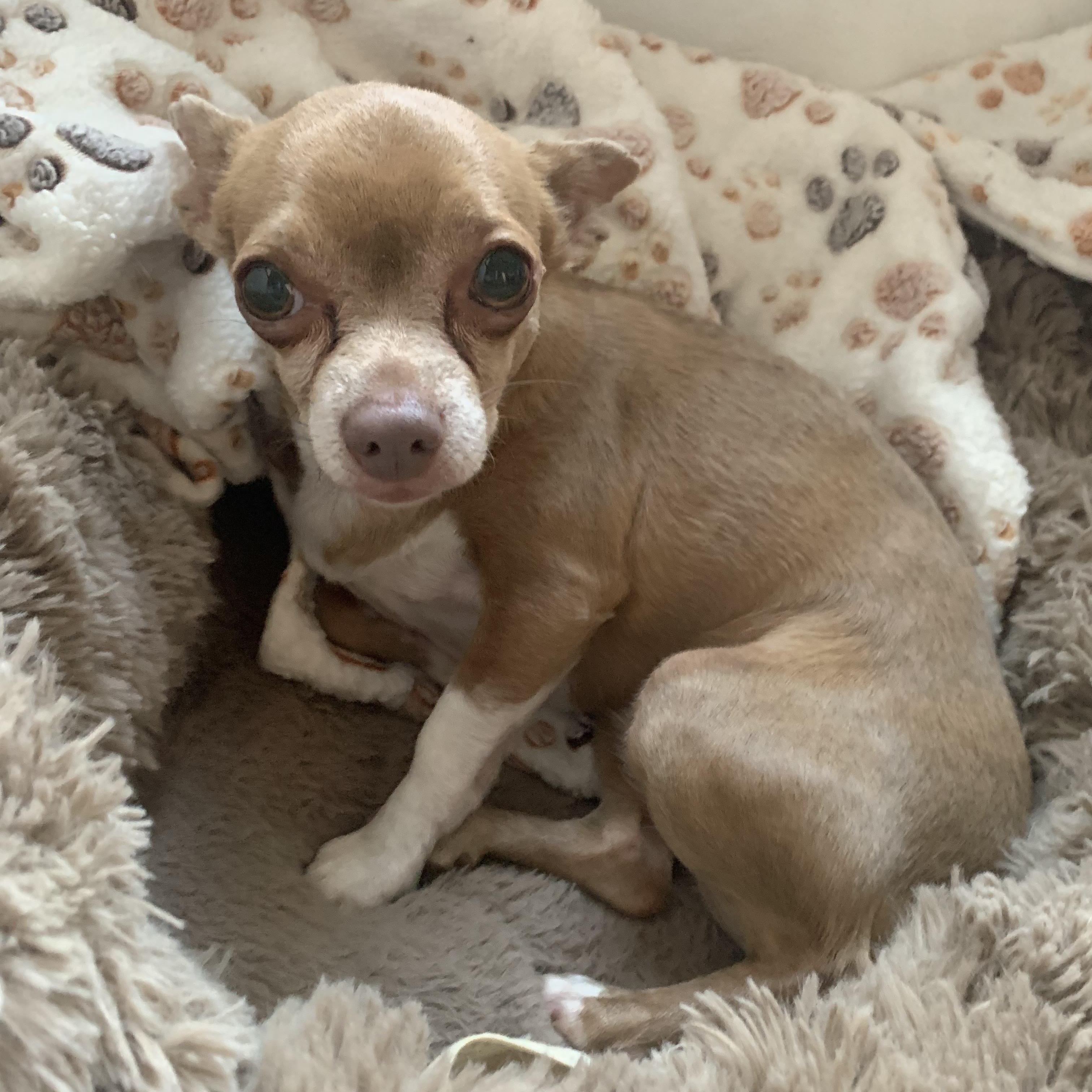 Beckie , a ADOPTABLE Chihuahua in Richmond, VA image 3/4