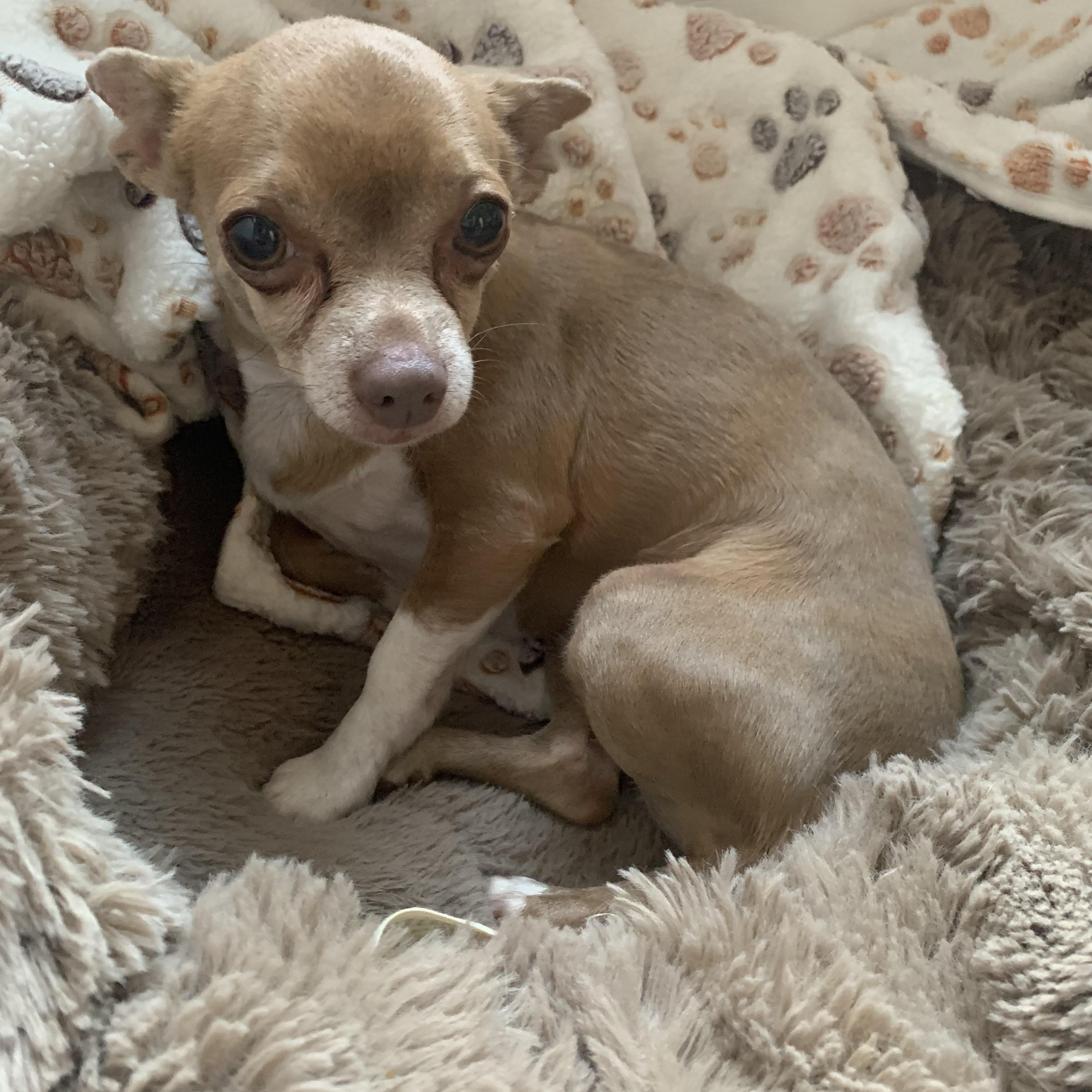 Beckie , a ADOPTABLE Chihuahua in Richmond, VA image 4/4