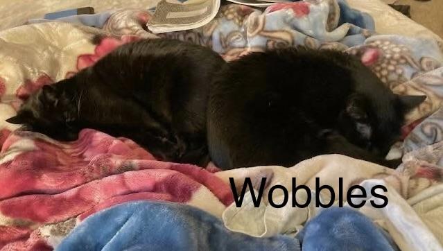 Wobbles, an adoptable Domestic Short Hair in Homer, AK image 3/4