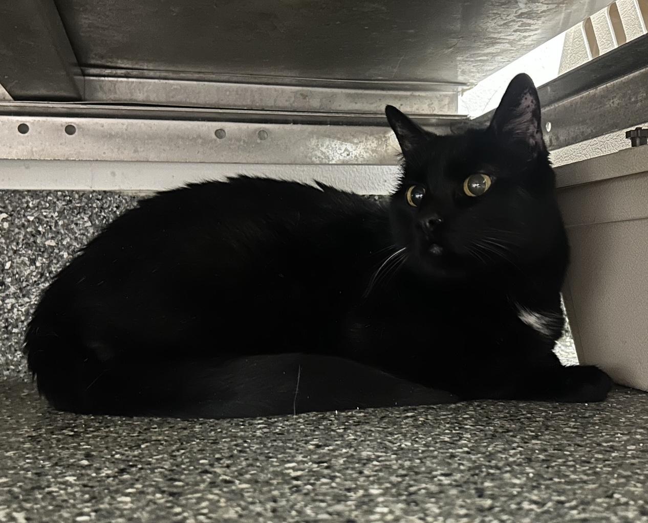 Wobbles, adoptable, Senior Male Domestic Short Hair.