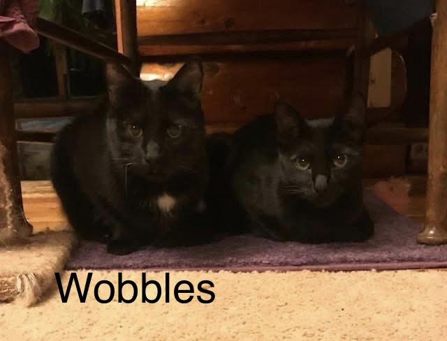 Wobbles, an adoptable Domestic Short Hair in Homer, AK image 4/4