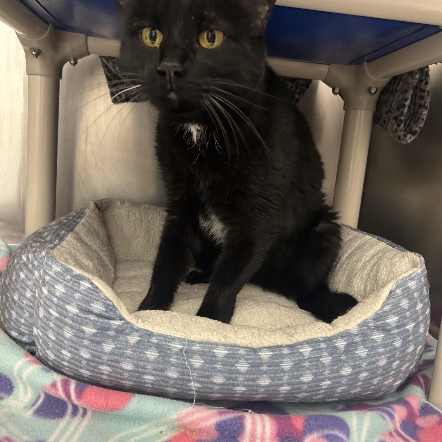 Wobbles, an adoptable Domestic Short Hair in Homer, AK image 1/5