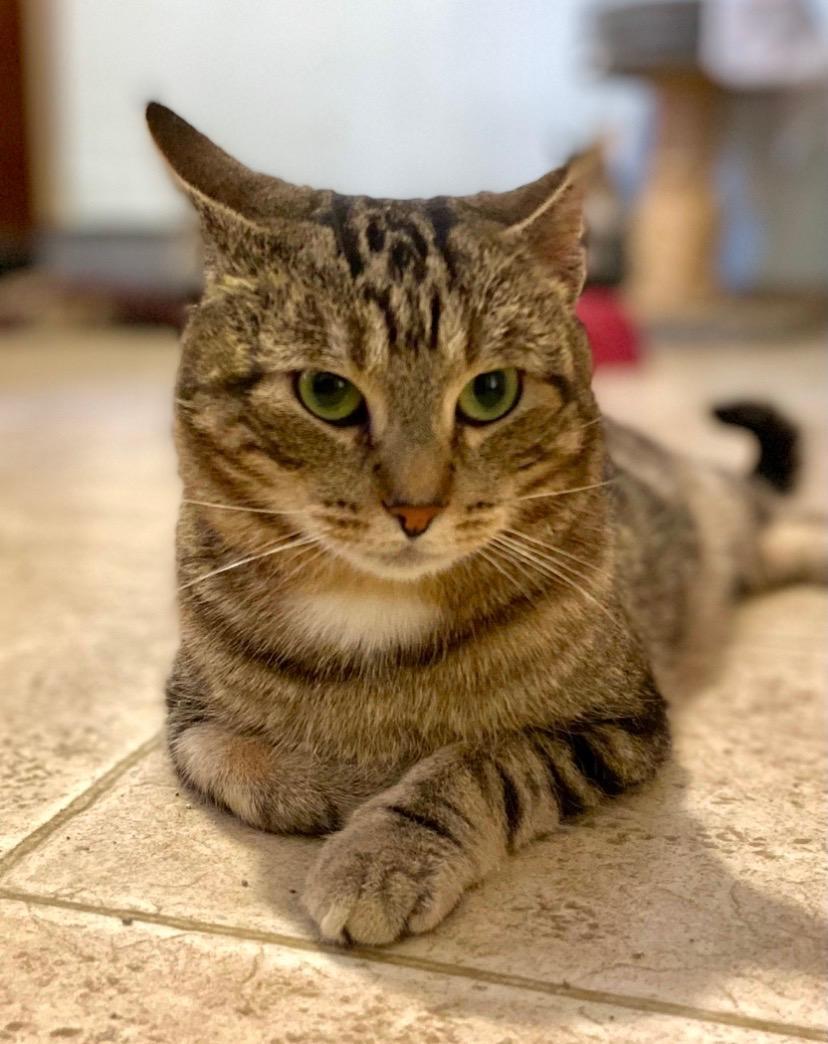 Tinker, ADOPTABLE, Young Male Tabby.