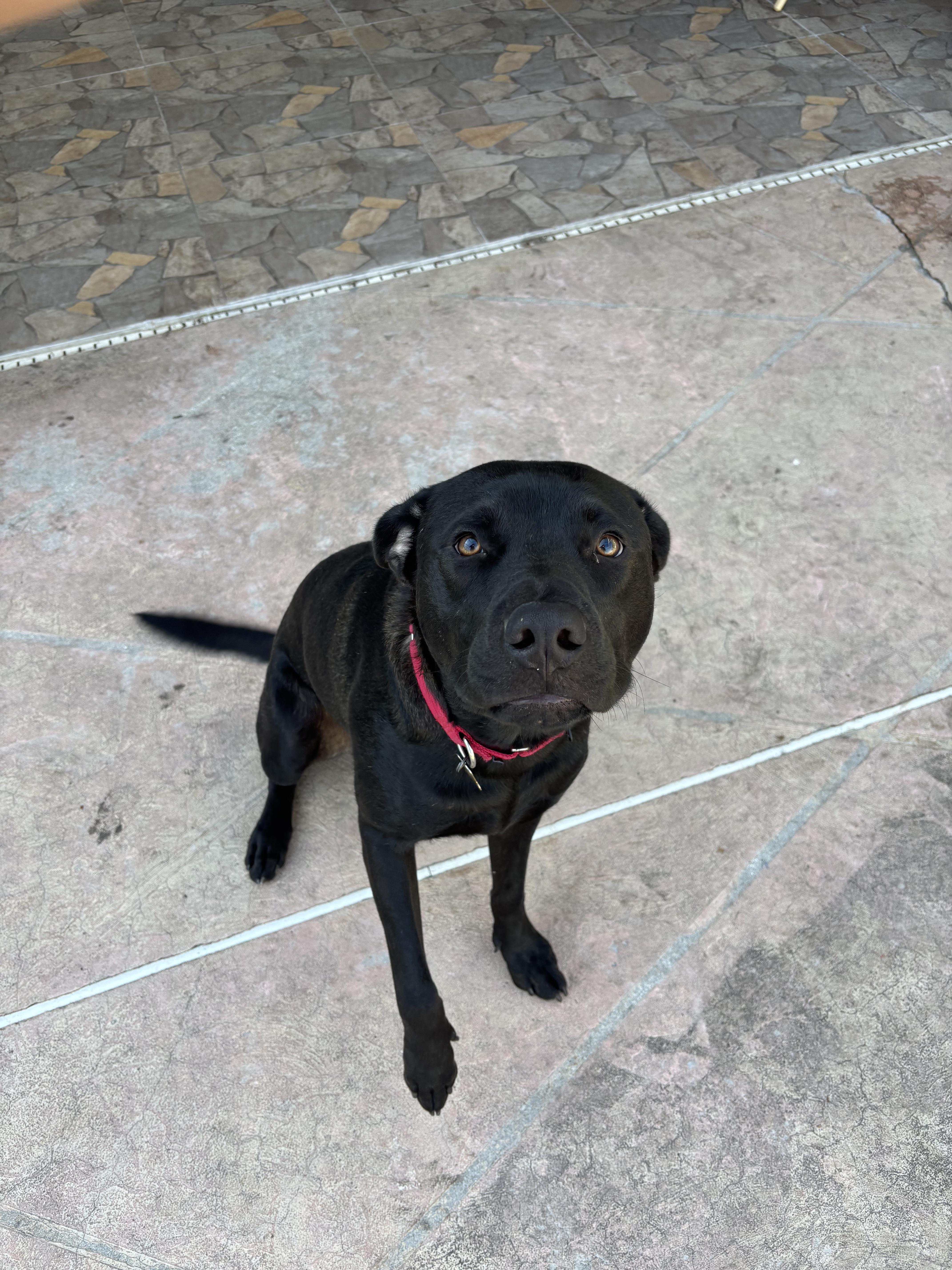 Enlarge Oreo , a ADOPTABLE mixed breed in Punta Gorda , FL image 2/2