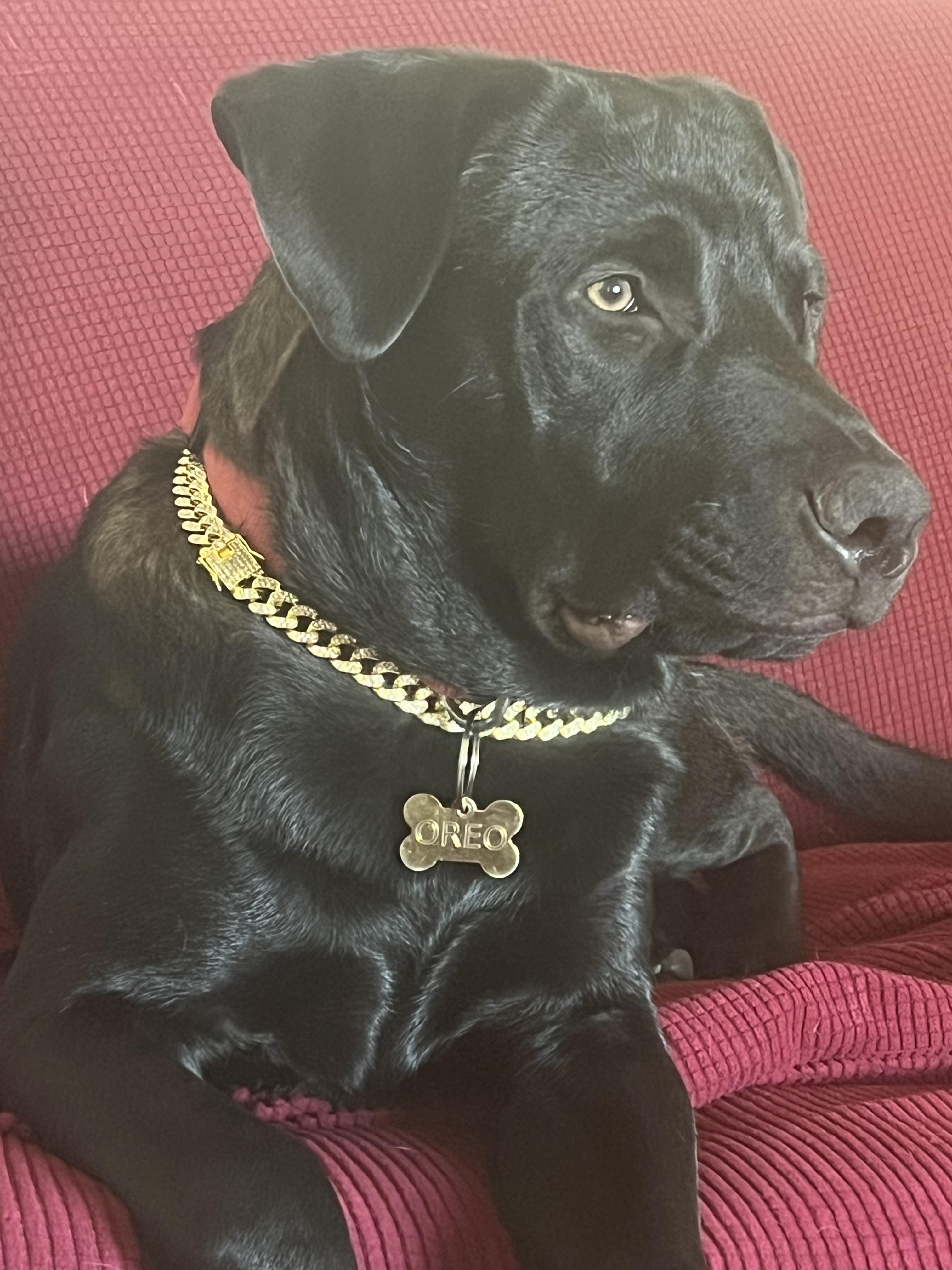 Enlarge Oreo , a ADOPTABLE mixed breed in Punta Gorda , FL image 1/2