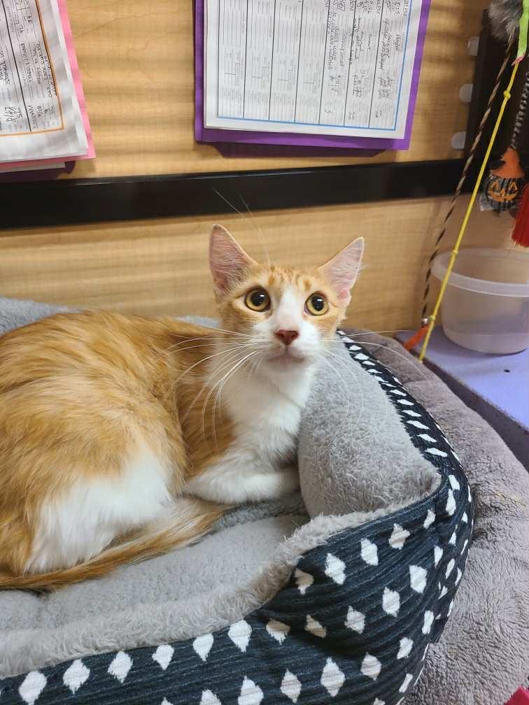 Vienna (Bonded to Auburn)