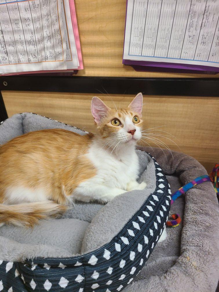 Vienna (Bonded to Auburn)