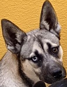 Enlarge VeryshyLaura, a Adoptable mixed breed in San Luis, CO image 1/3