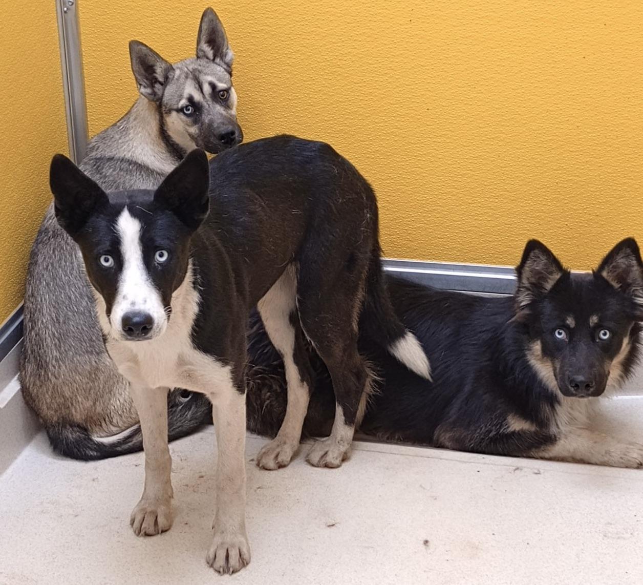 Enlarge VeryshyLaura, a Adoptable mixed breed in San Luis, CO image 2/3