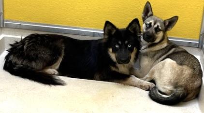 Enlarge VeryshyLaura, a Adoptable mixed breed in San Luis, CO image 3/3