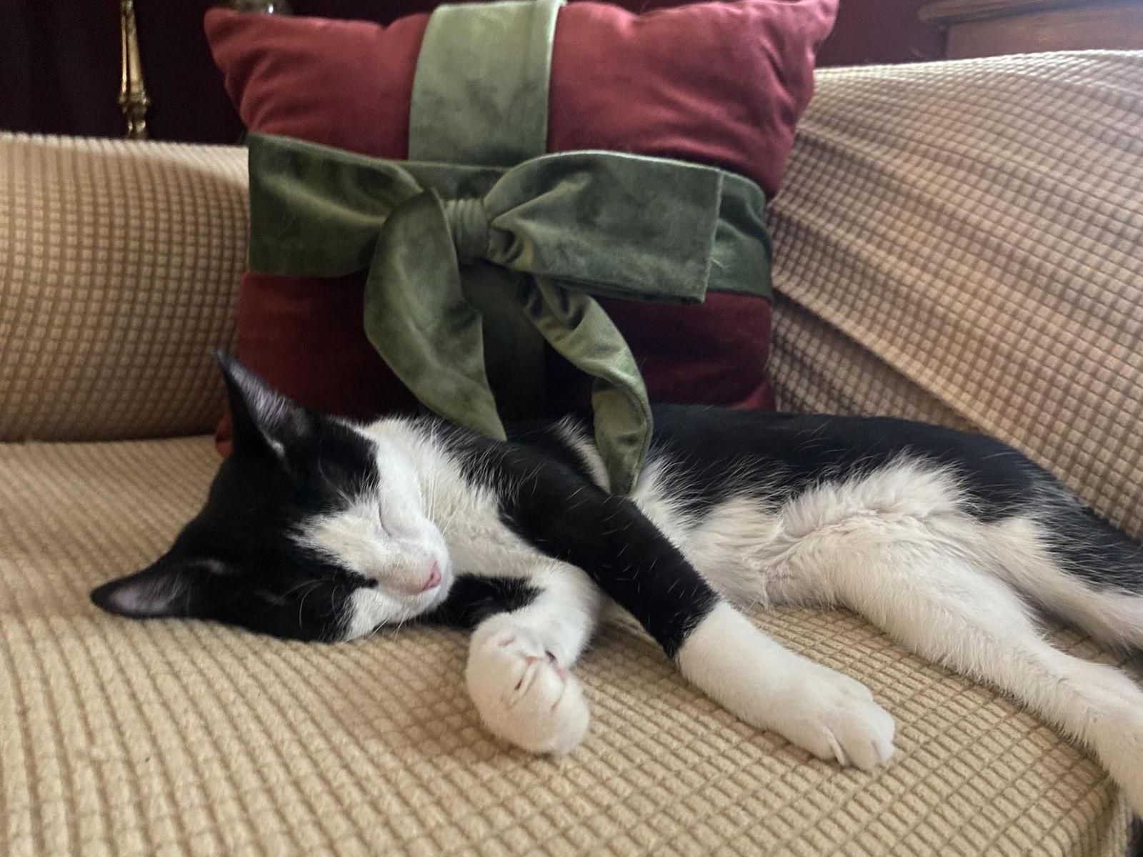 Enlarge Domino ( foster cat), a Adopted Domestic Short Hair in Gettysburg, PA image 1/3