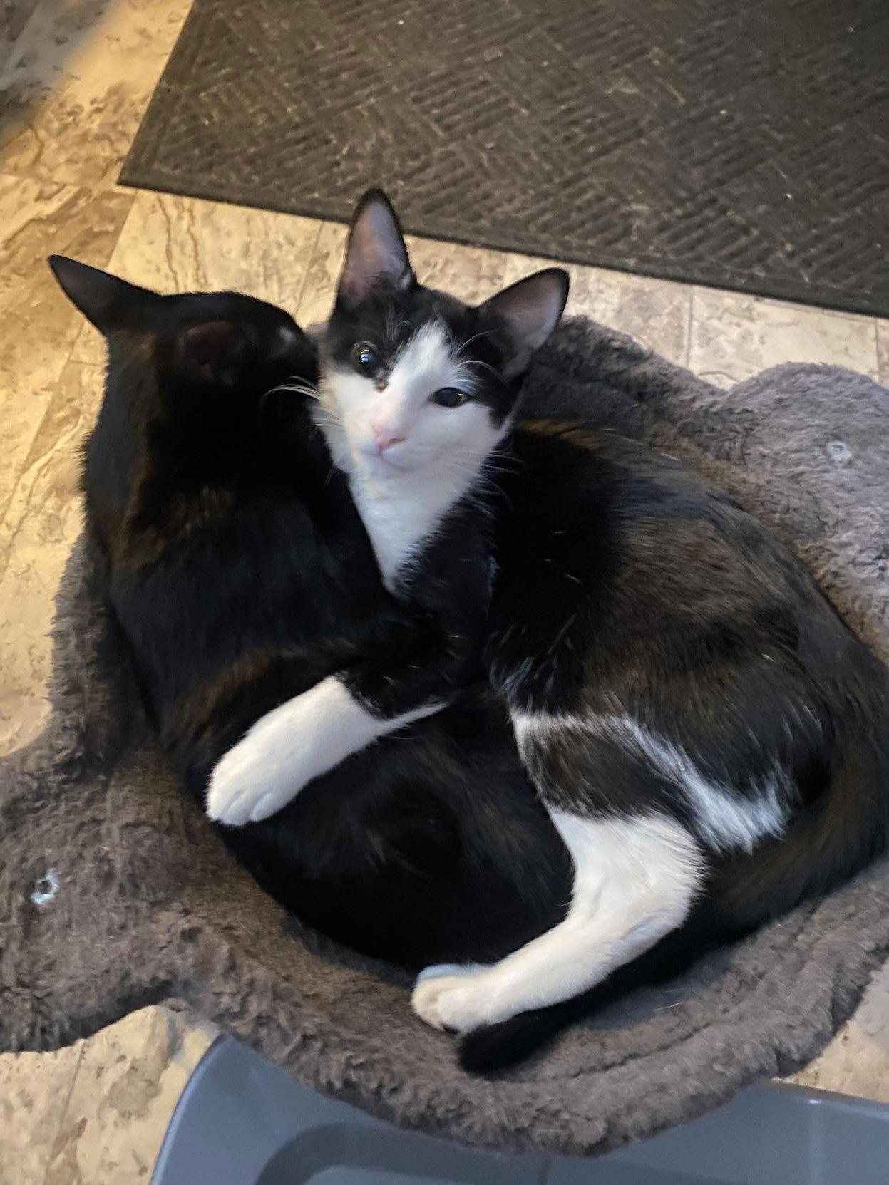 Enlarge Domino ( foster cat), a Adopted Domestic Short Hair in Gettysburg, PA image 2/3