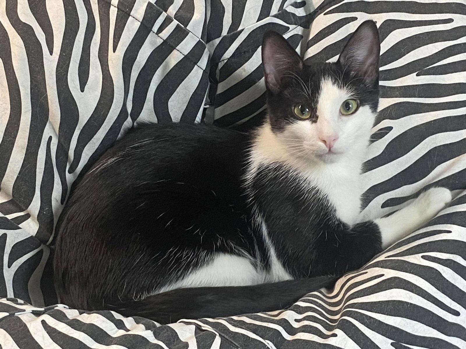 Enlarge Domino ( foster cat), a Adopted Domestic Short Hair in Gettysburg, PA image 3/3