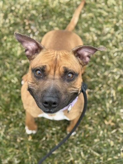 Enlarge Tap Dance, a Adoptable Mixed Breed in Cincinnati, OH image 1/3