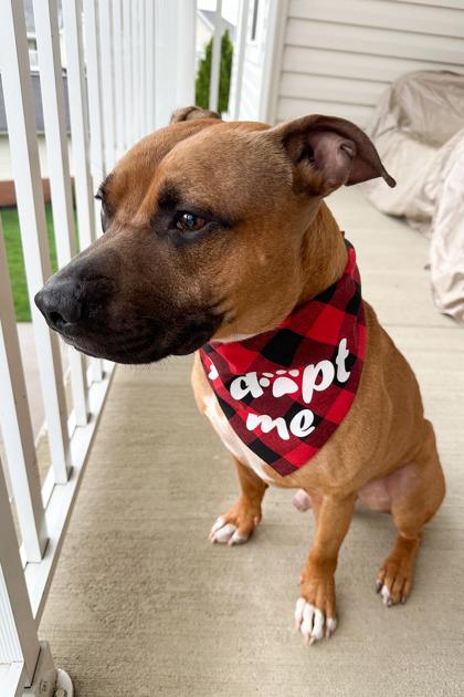 Enlarge Tap Dance, a Adoptable Mixed Breed in Cincinnati, OH image 1/3