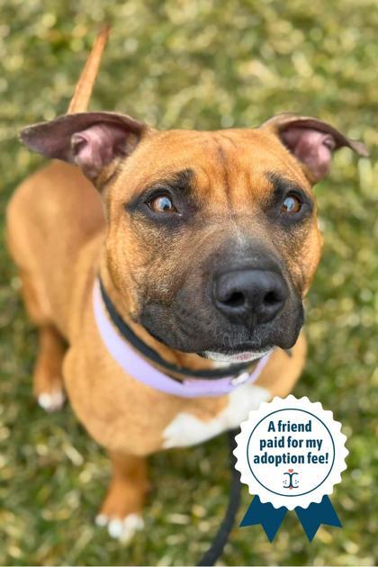 Enlarge Tap Dance, a Adoptable Mixed Breed in Cincinnati, OH image 3/3