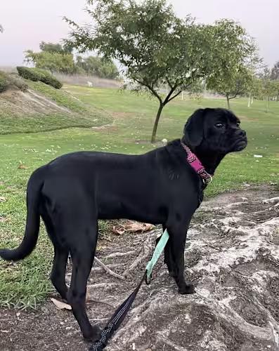 MAGGIE 8 months 26 lbs, ADOPTABLE, Puppy Female Puggle.