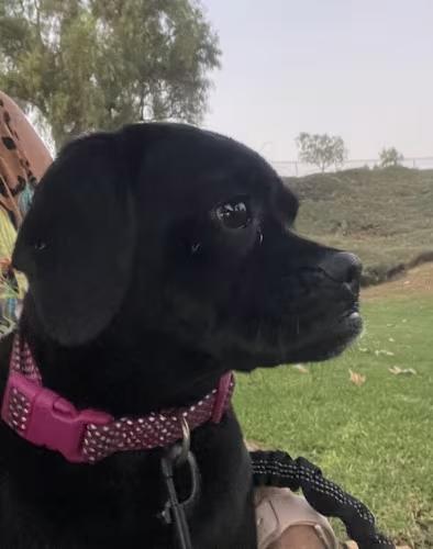 MAGGIE 8 months 26 lbs, an adoption pending mixed breed in san diego, CA image 3/4