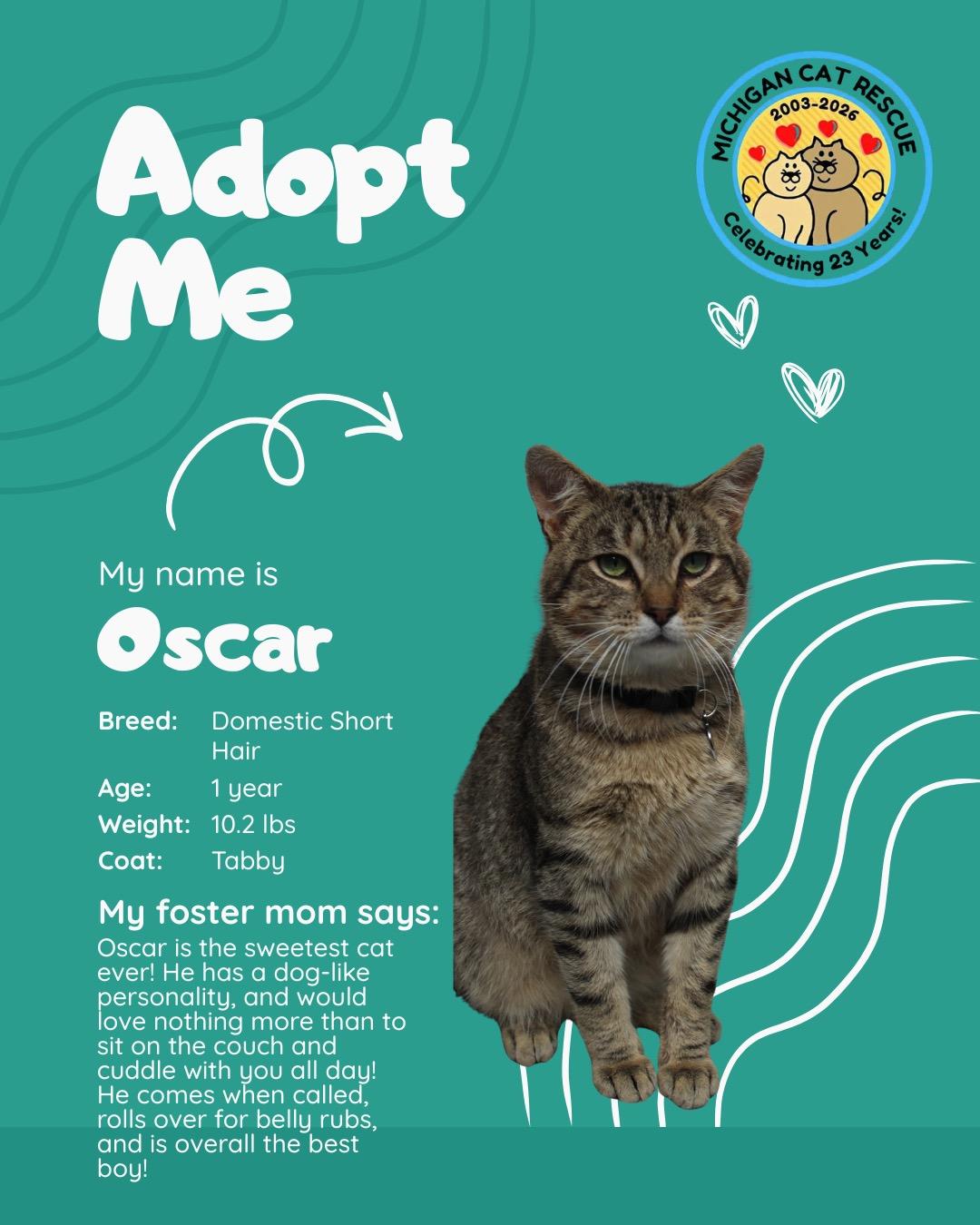 Oscar, Adoptable, Young Male Domestic Short Hair.