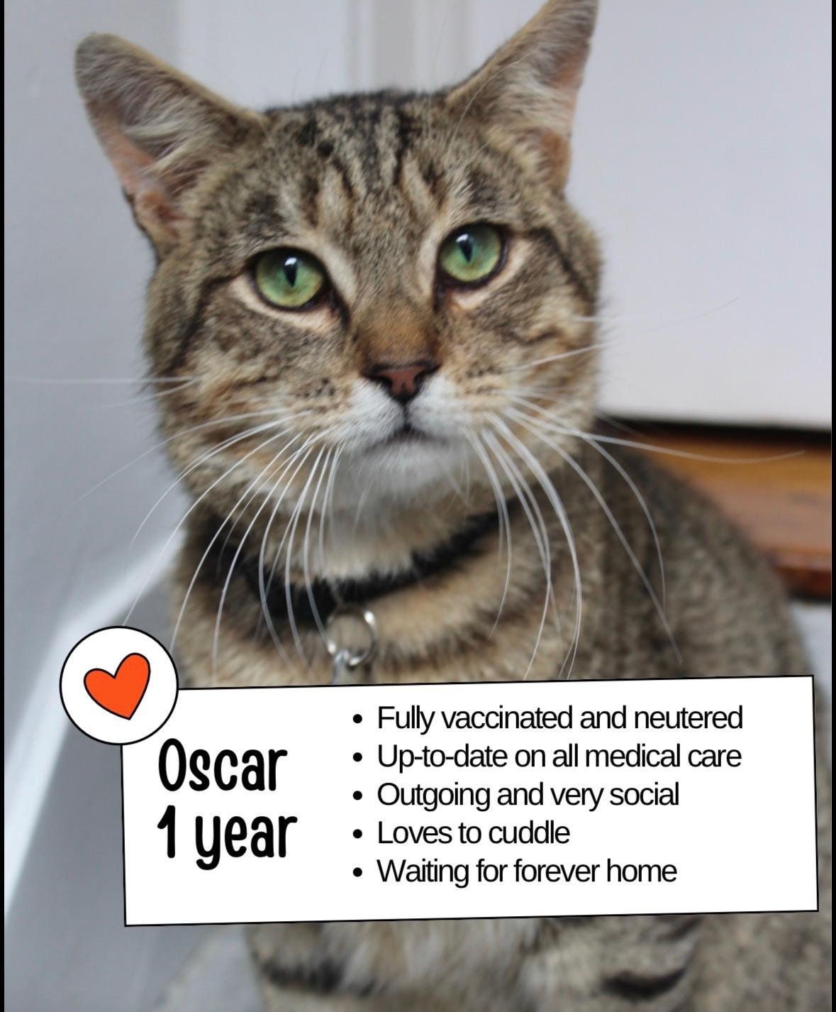 Enlarge Oscar, a Adoptable Domestic Short Hair in St. Clair Shores, MI image 3/6