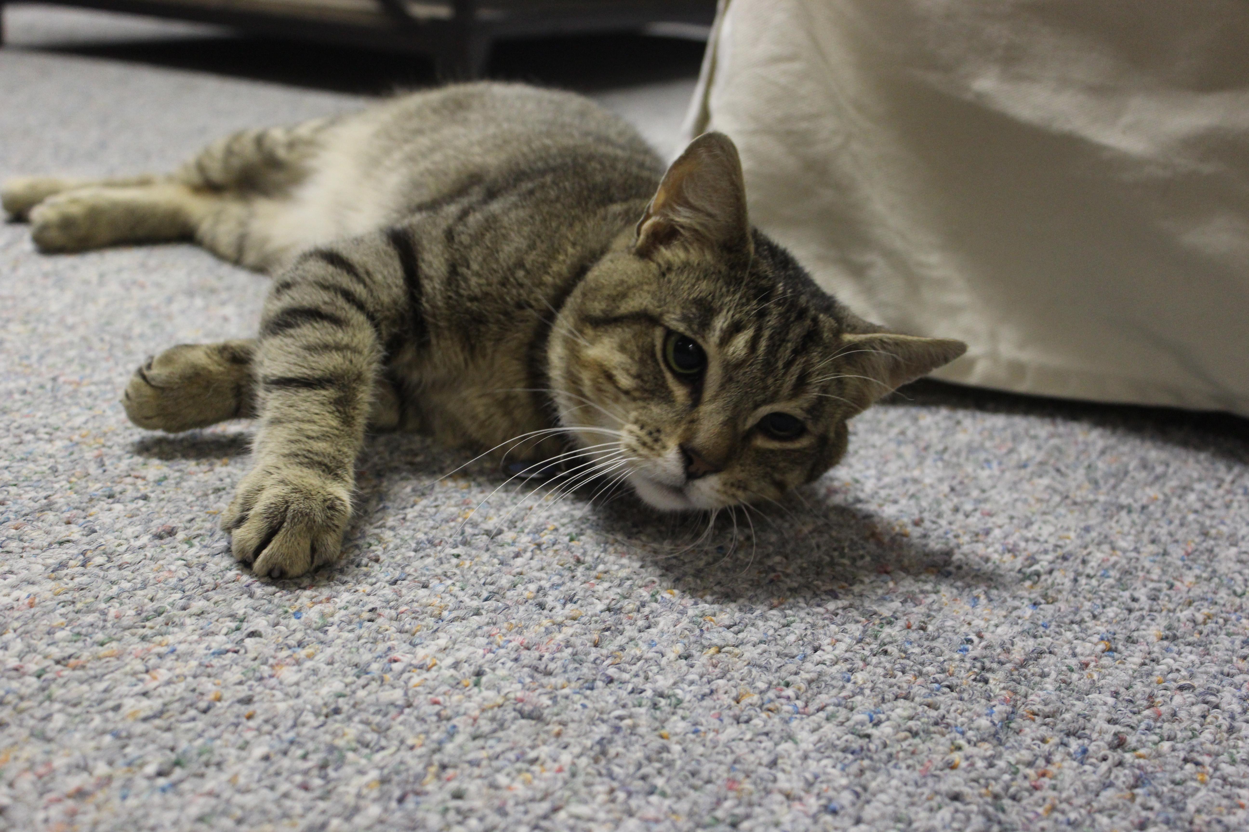 Enlarge Oscar, a Adoptable Domestic Short Hair in St. Clair Shores, MI image 6/6