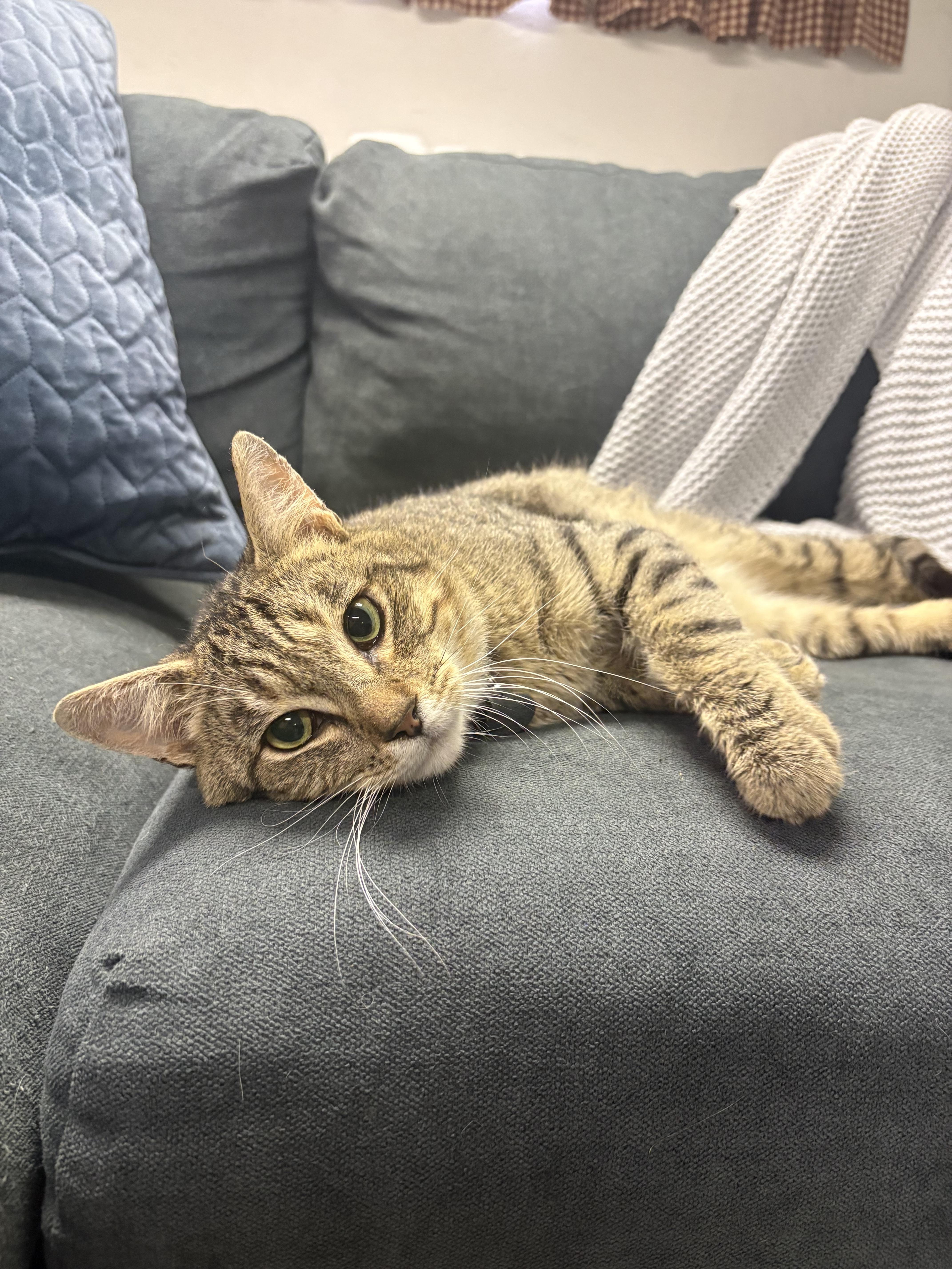 Enlarge Oscar, a Adoptable Domestic Short Hair in St. Clair Shores, MI image 5/6