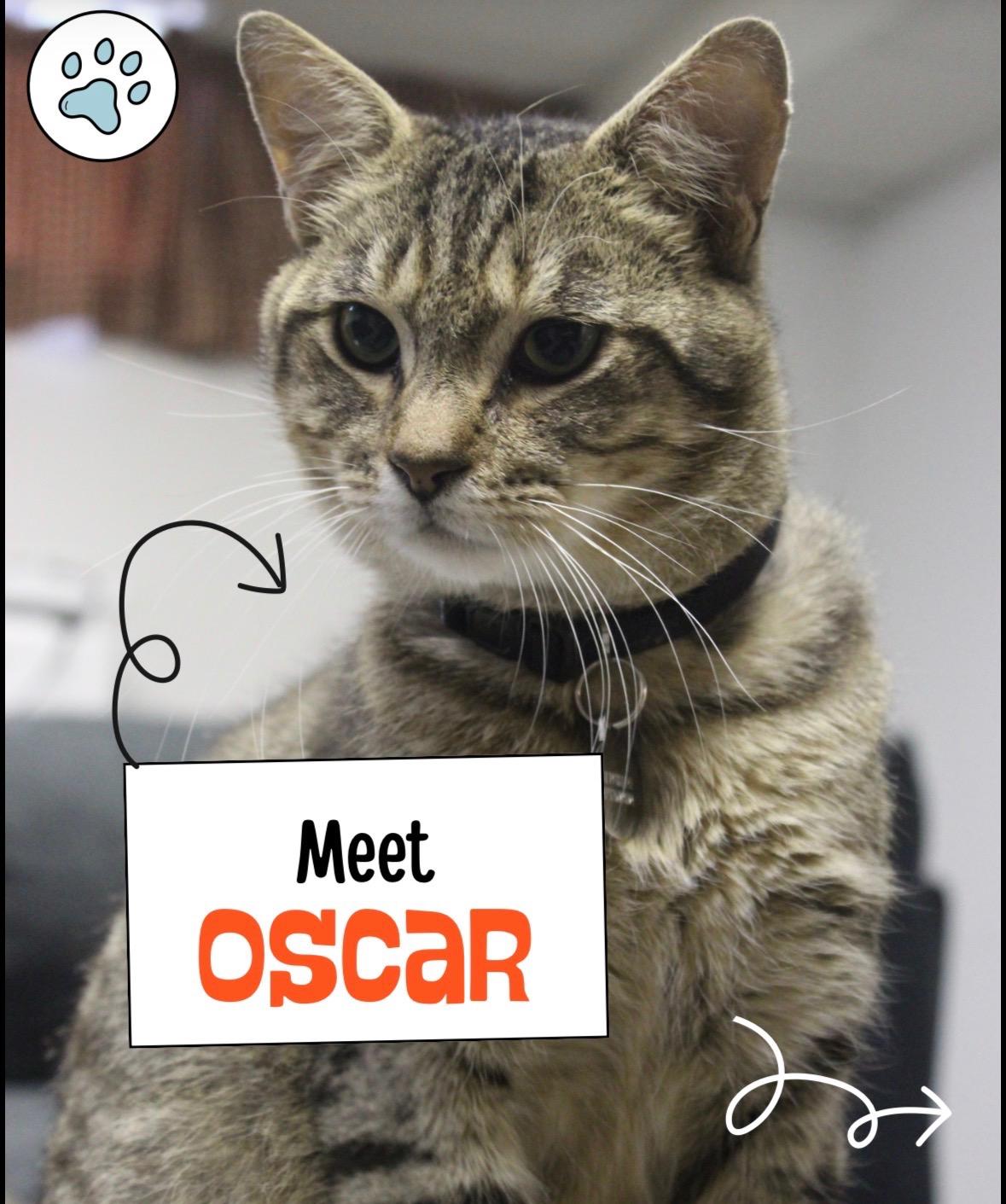 Enlarge Oscar, a Adoptable Domestic Short Hair in St. Clair Shores, MI image 2/6