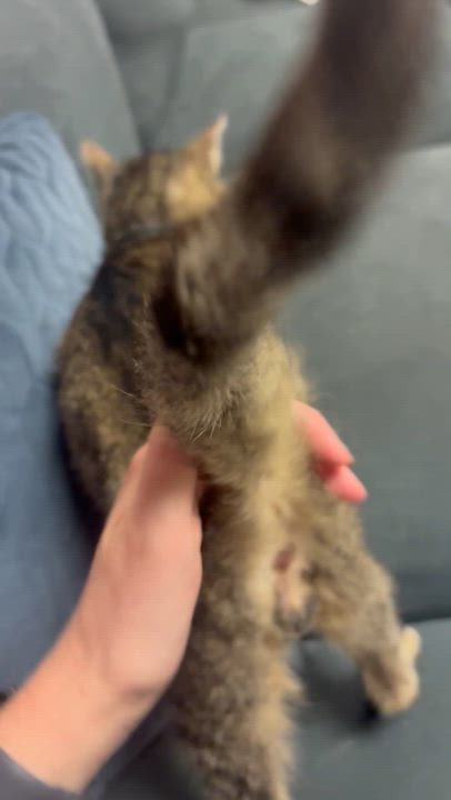 Enlarge Oscar, a Adoptable Domestic Short Hair in St. Clair Shores, MI video 4/6