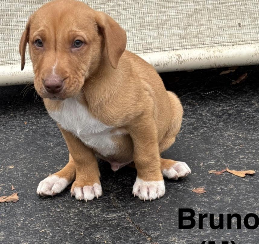 Enlarge Bruno, a Adoptable mixed breed in Parma, OH image 1/1