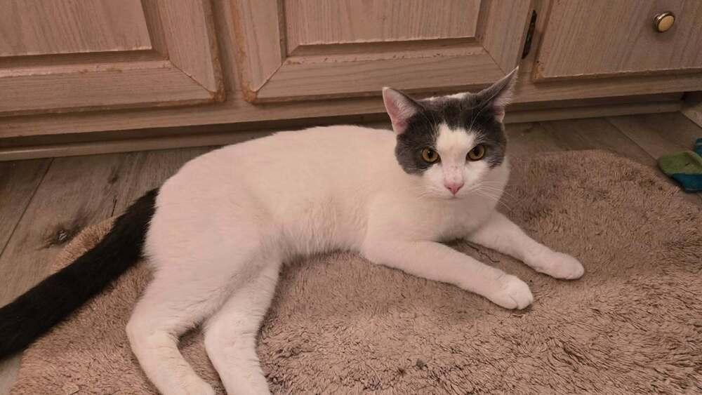 Yeti, Adoptable, Young Male Domestic Short Hair.