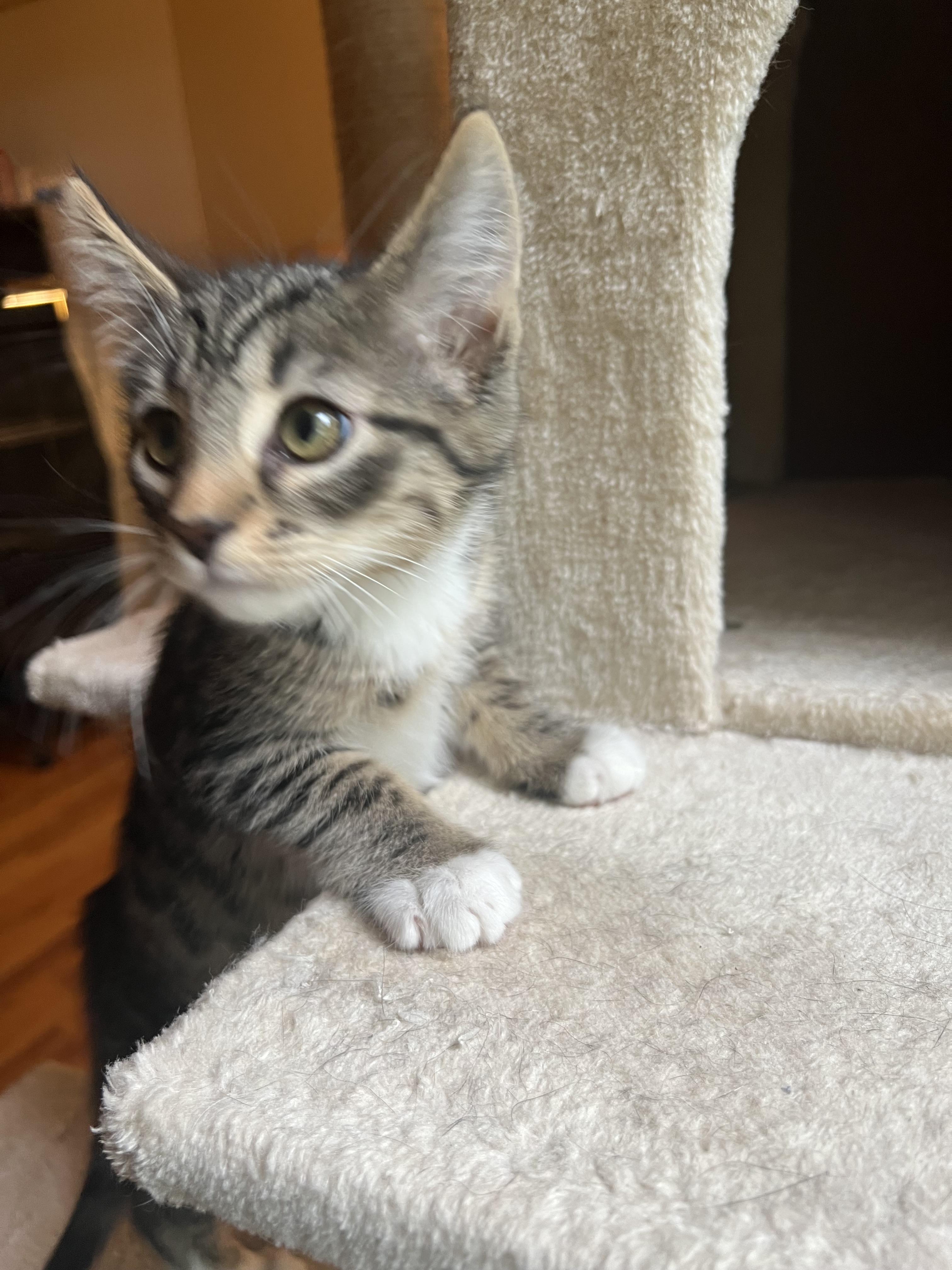 Enlarge Minsi, a Adopted mixed breed in Hershey, PA image 2/4
