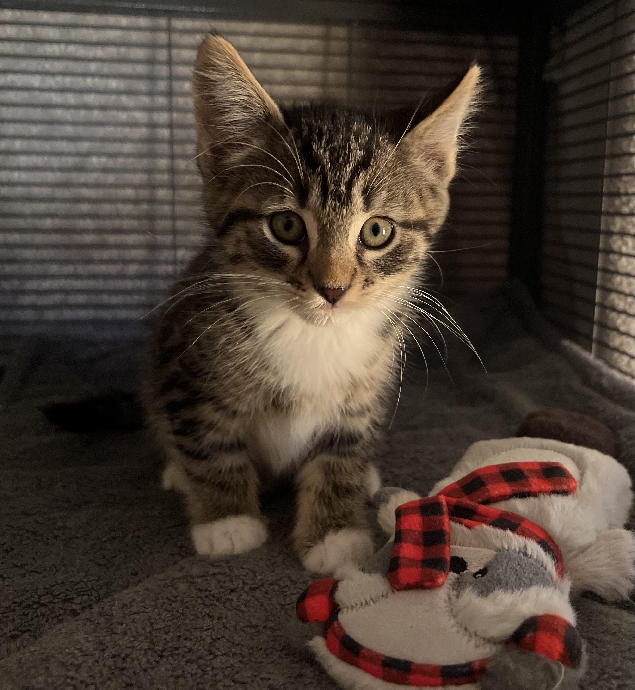 Enlarge Minsi, a Adopted mixed breed in Hershey, PA image 3/4