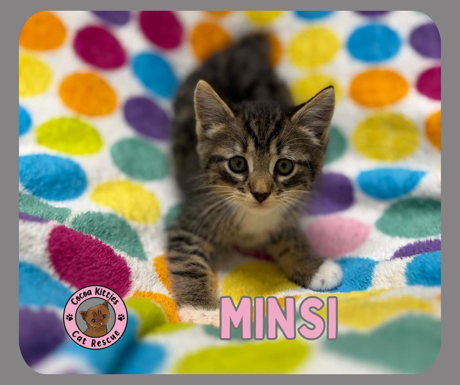 Enlarge Minsi, a Adopted mixed breed in Hershey, PA image 4/4