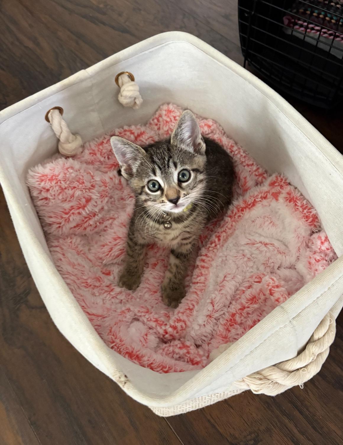 Vee, Baby Male Tabby