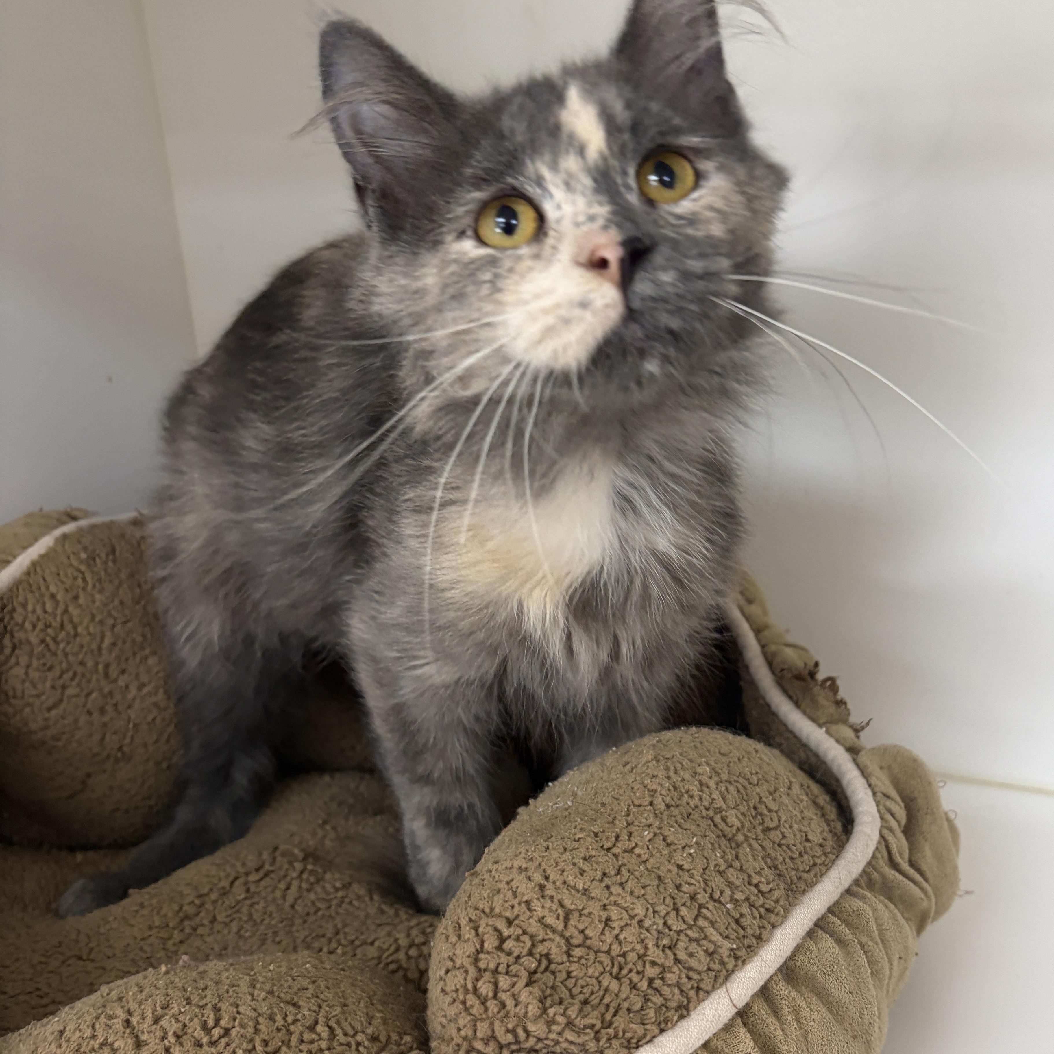 Evie, Adoptable, Young Female Dilute Calico.