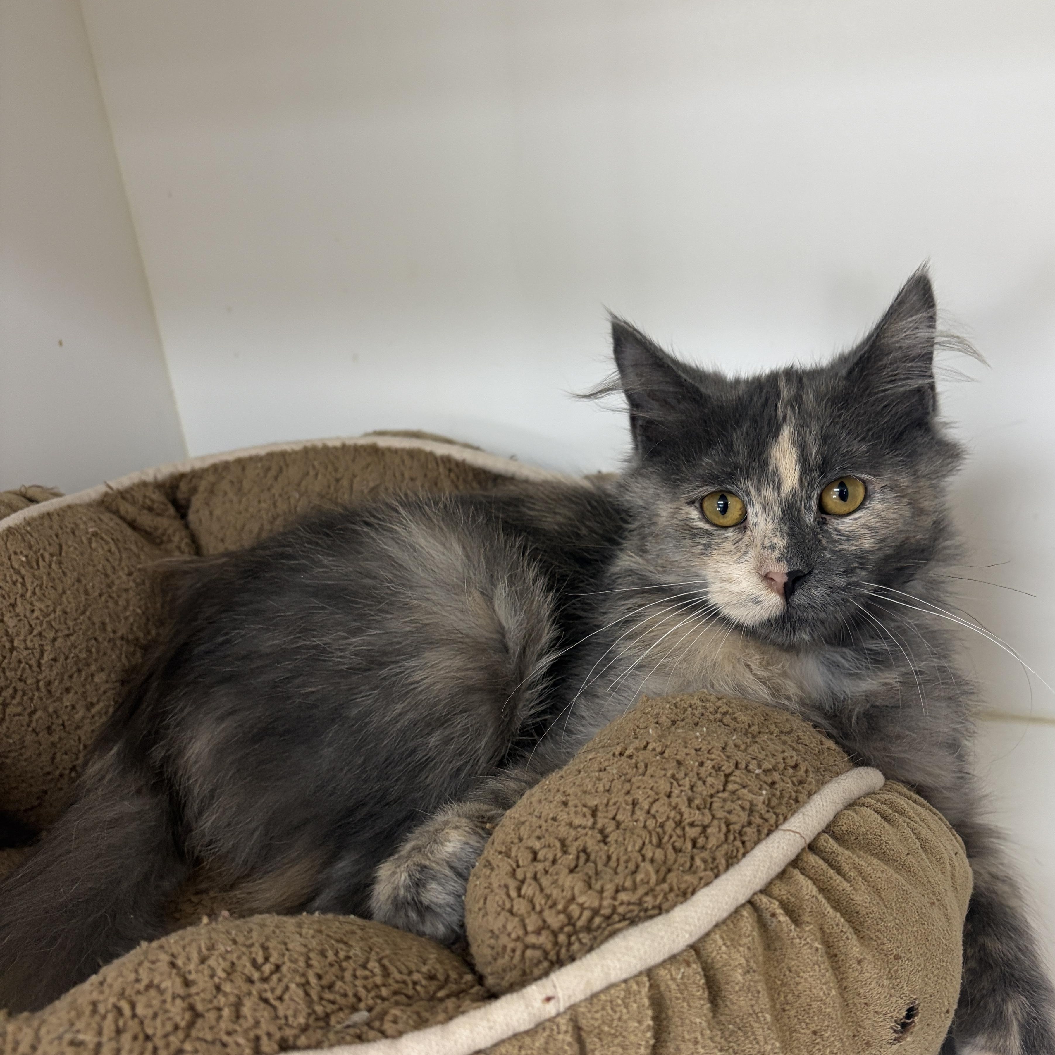 Enlarge Evie, a Adoptable Dilute Calico in Neillsville, WI image 2/6