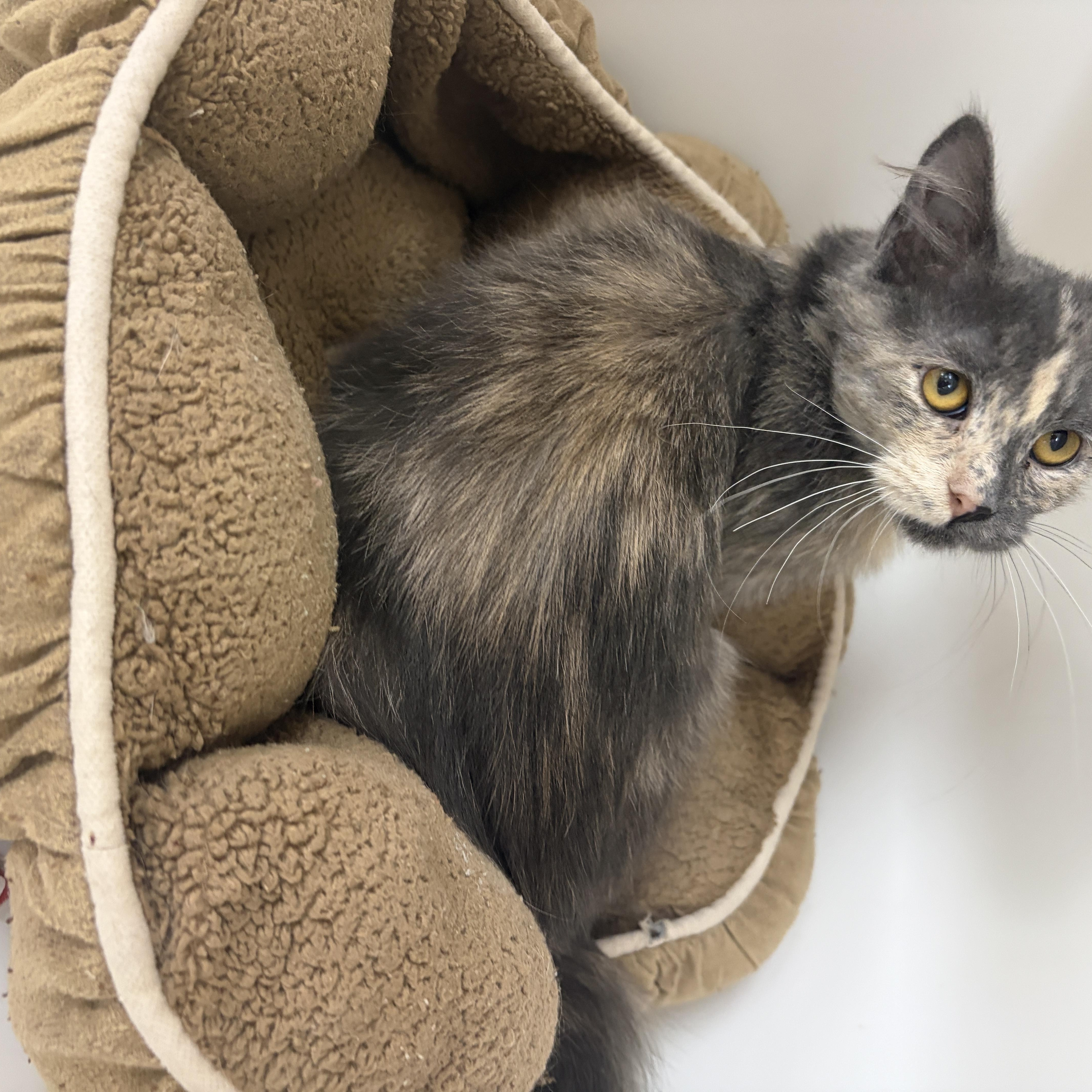 Enlarge Evie, a Adoptable Dilute Calico in Neillsville, WI image 5/6