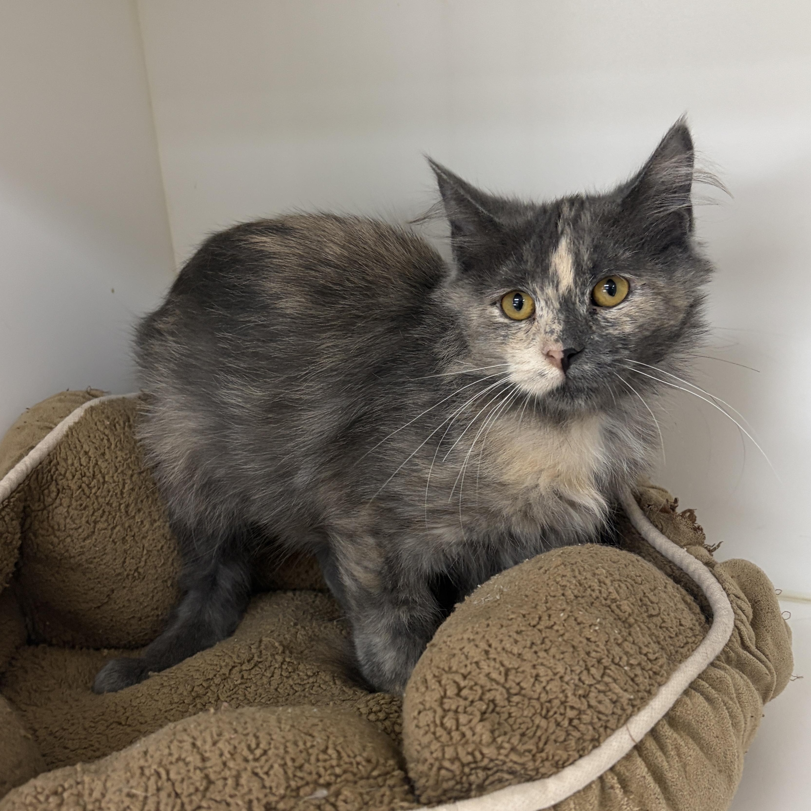 Enlarge Evie, a Adoptable Dilute Calico in Neillsville, WI image 4/6