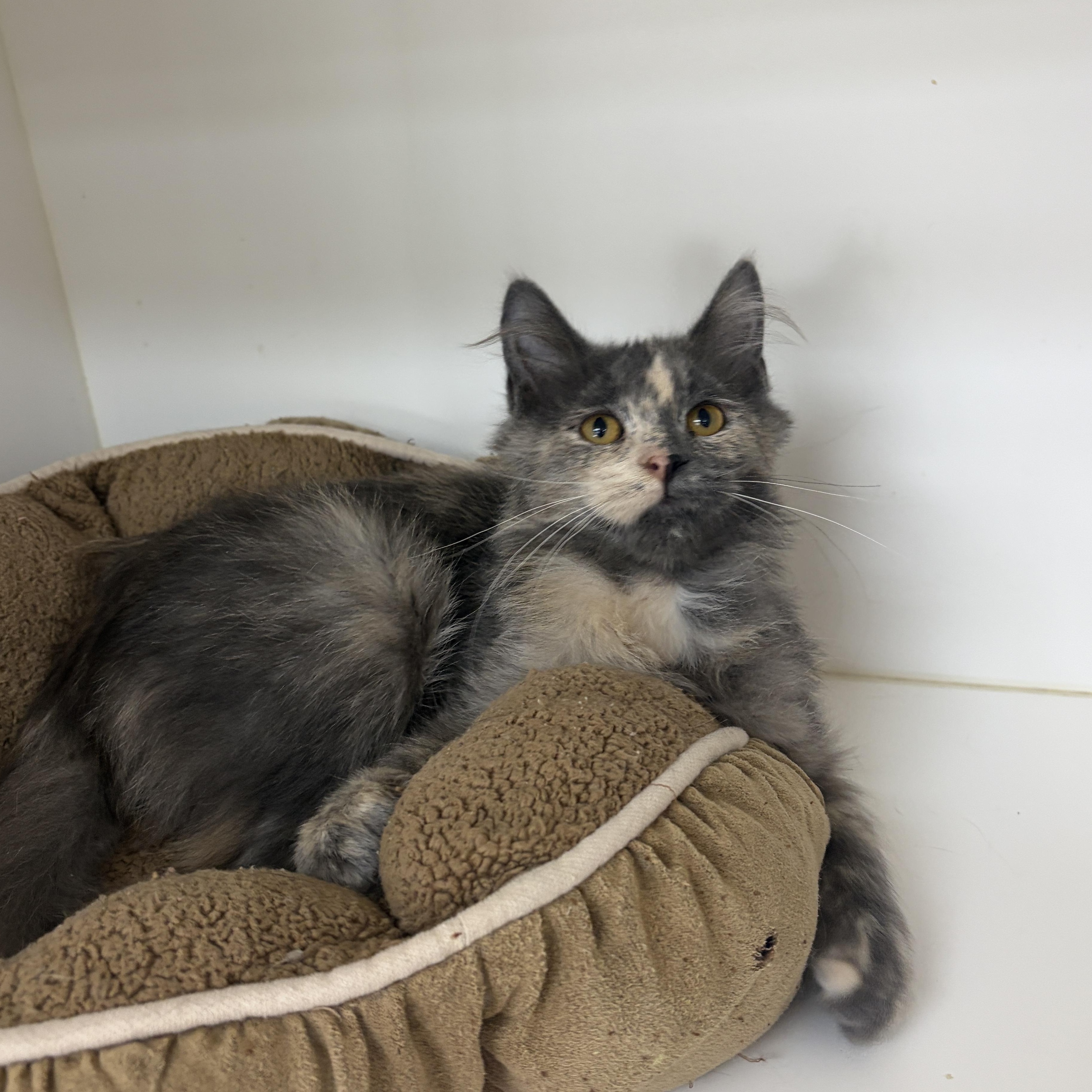 Enlarge Evie, a Adoptable Dilute Calico in Neillsville, WI image 3/6