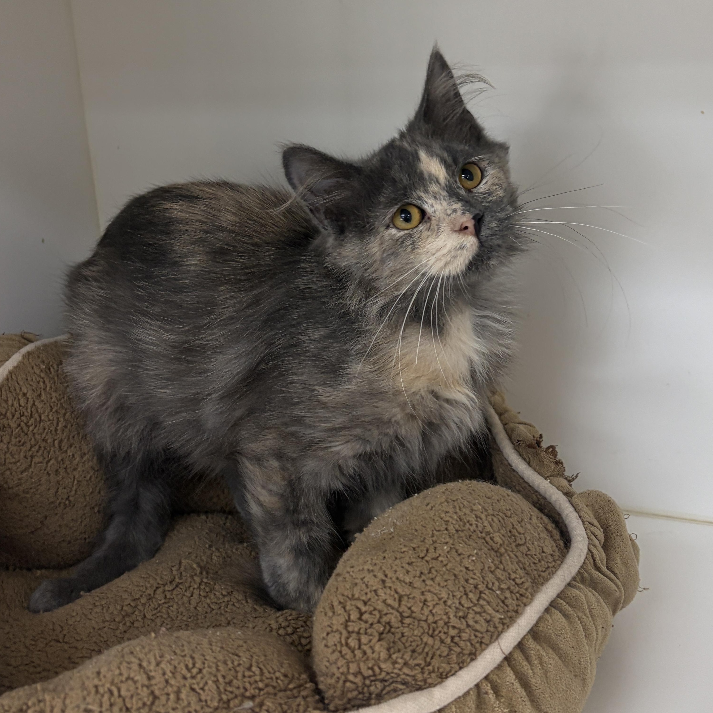 Enlarge Evie, a Adoptable Dilute Calico in Neillsville, WI image 6/6