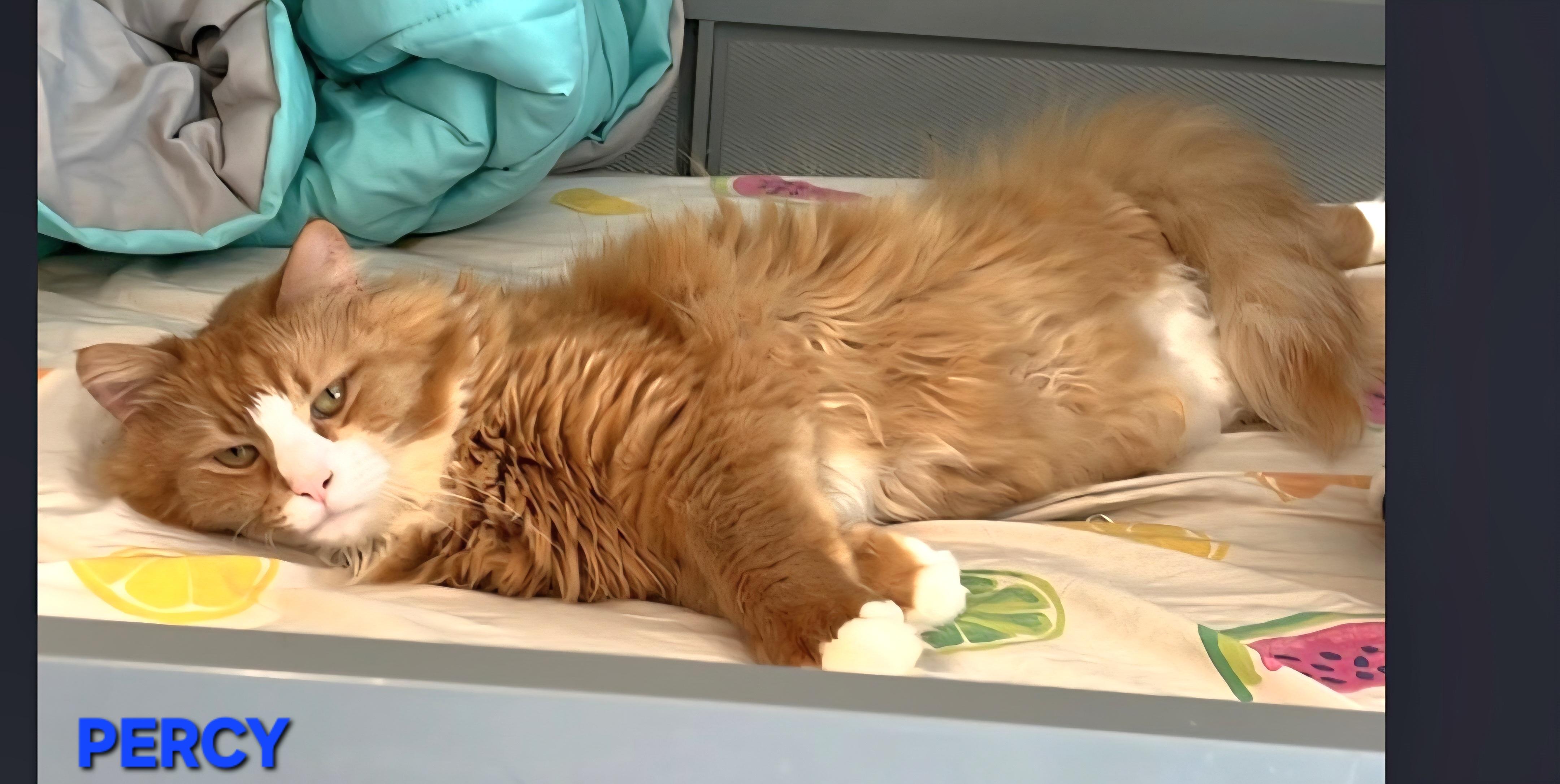 Percy, Adoptable, Adult Male Domestic Medium Hair.