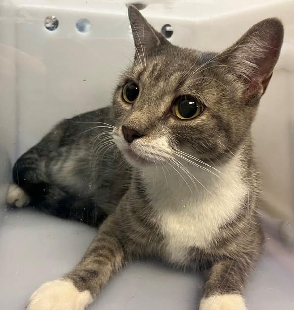Coco, Adoptable, Young Female Domestic Short Hair.